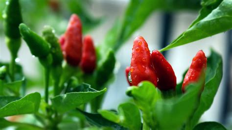 siling tingala|Filipino Chilli: The 2 essential Filipino peppers you need to know .